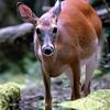 gophotologic > N.Carolina 2006 photo