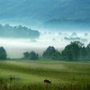 gophotologic > N.Carolina 2006 photo